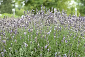 lavandula ang. 'munstead' P9 - afbeelding 2