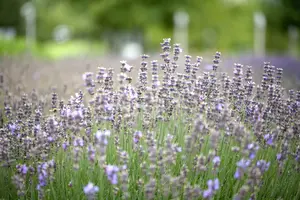 lavandula ang. 'munstead' P11 - afbeelding 1