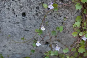 cymbalaria muralis P11 - afbeelding 3