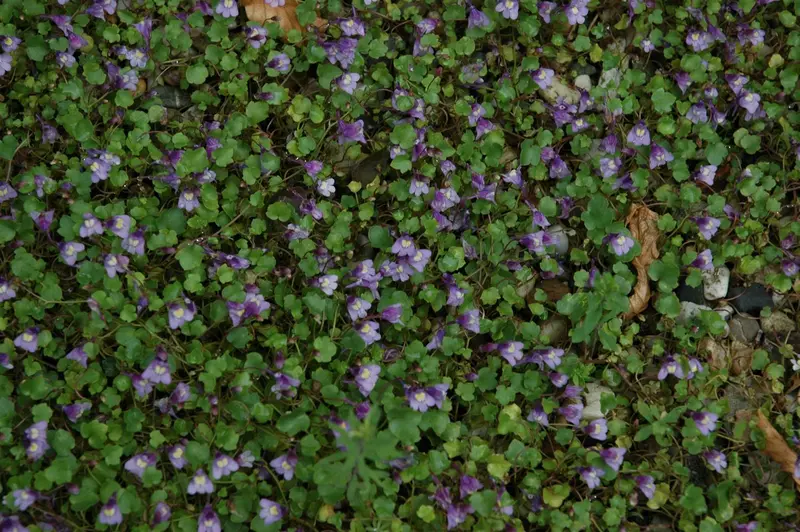 cymbalaria muralis P11 - afbeelding 1