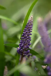 liriope muscari P11 - afbeelding 4