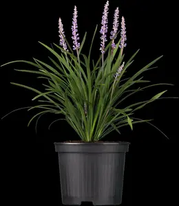 liriope muscari P11 - afbeelding 1