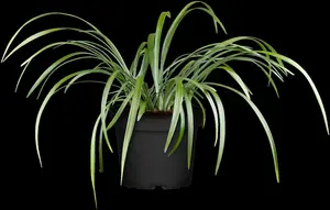 liriope muscari P11 - afbeelding 2