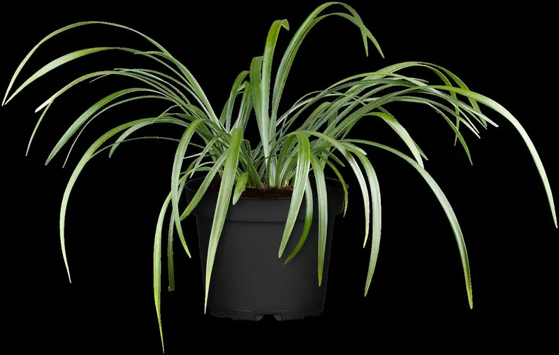 liriope muscari P9 - afbeelding 2