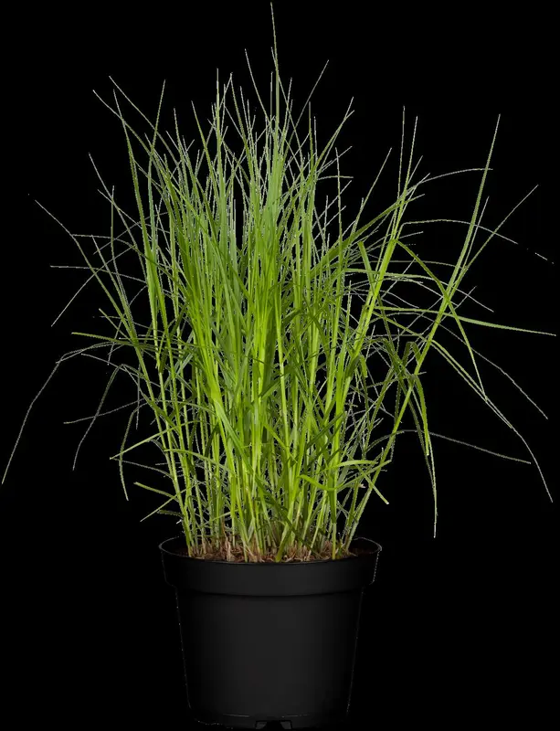 carex muskingumensis P9 - afbeelding 1