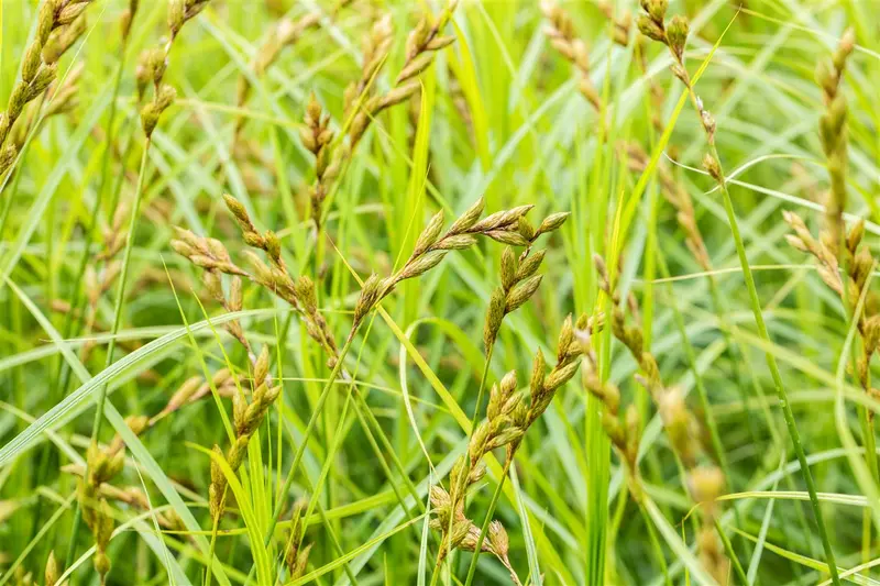 carex muskingumensis P9 - afbeelding 3