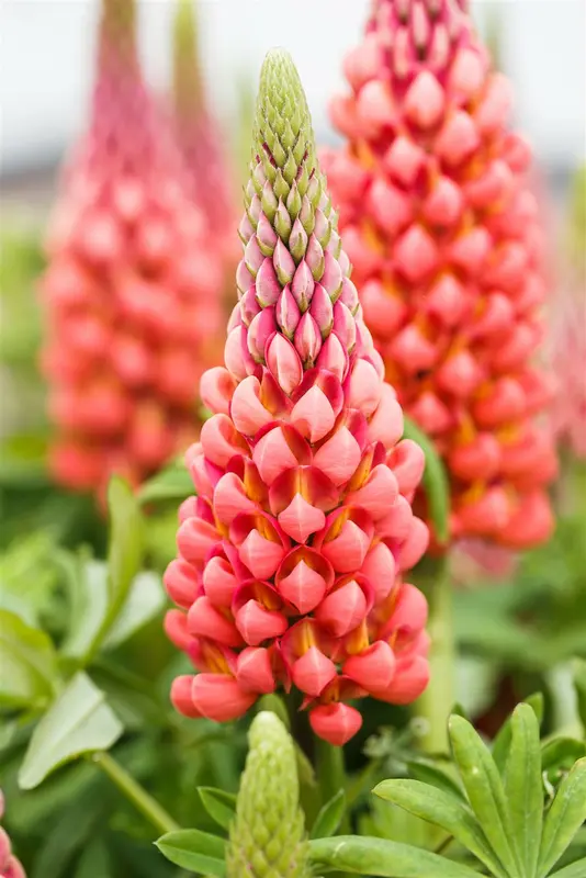 lupinus 'my castle' P9