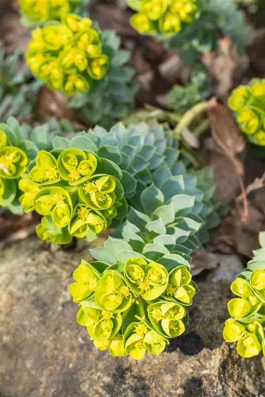 euphorbia myrsinites P9 - afbeelding 4