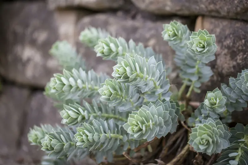 euphorbia myrsinites P9 - afbeelding 2