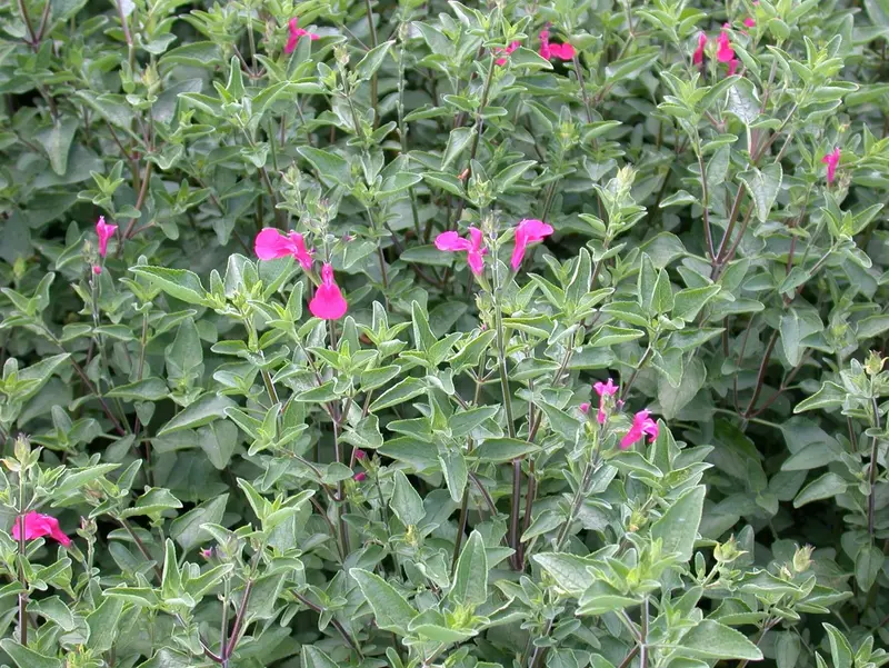 salvia hybr. 'nachtvlinder' P9