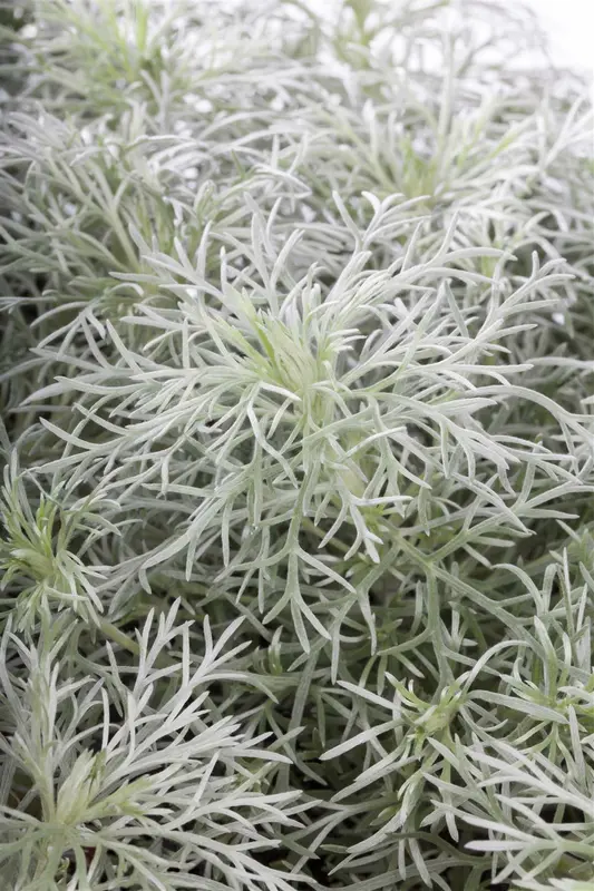 Artemisia schmidtiana 'Nana' P9 - afbeelding 3