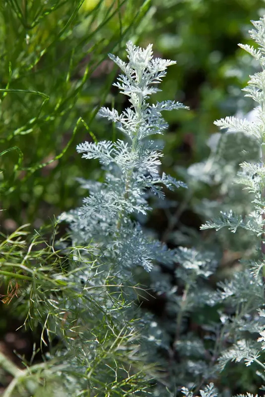 Artemisia schmidtiana 'Nana' P9 - afbeelding 1