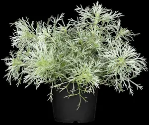 Artemisia schmidtiana 'Nana' P9 - afbeelding 2