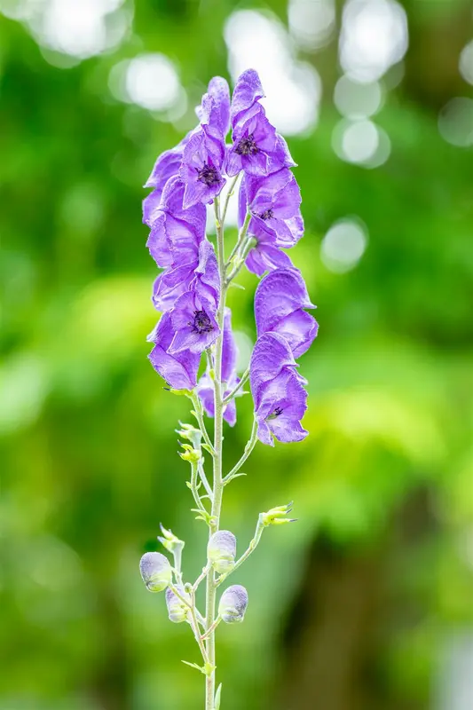 Aconitum napellus P9 - afbeelding 5