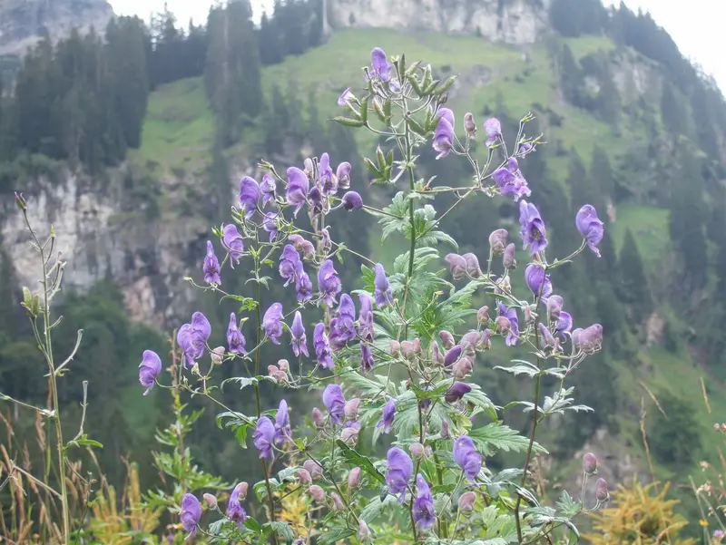 Aconitum napellus P9 - afbeelding 3