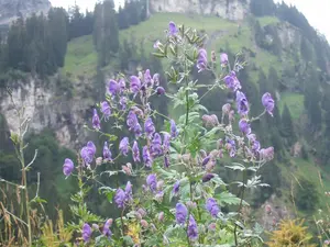 Aconitum napellus P9 - afbeelding 3