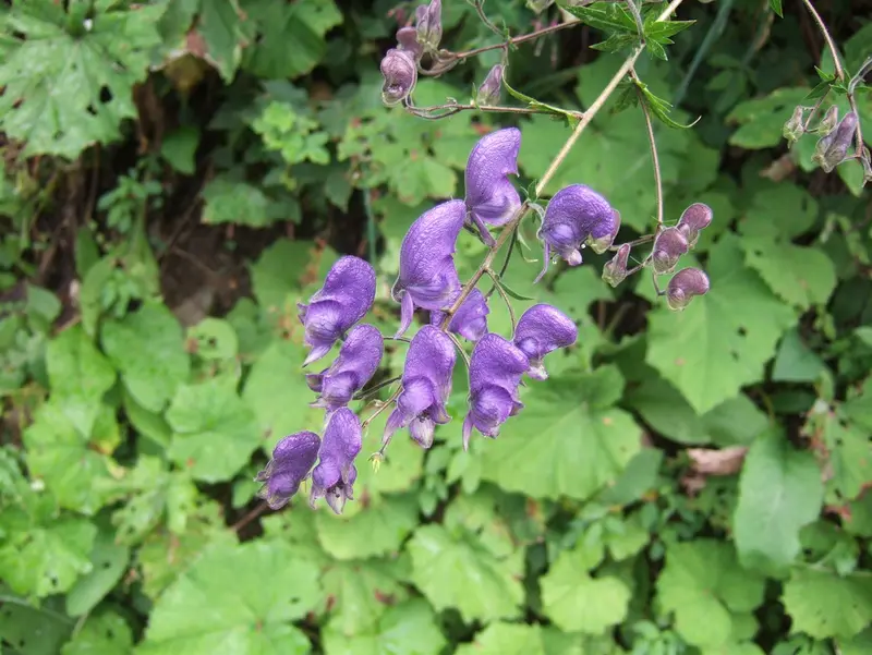 Aconitum napellus P9 - afbeelding 4