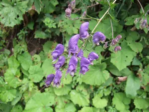 Aconitum napellus P9 - afbeelding 4