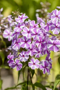 phlox (m) 'natascha' P9 - afbeelding 1