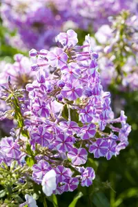 phlox (m) 'natascha' P9 - afbeelding 2