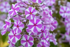 phlox (m) 'natascha' P9 - afbeelding 3