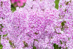 phlox (m) 'natascha' P9 - afbeelding 5