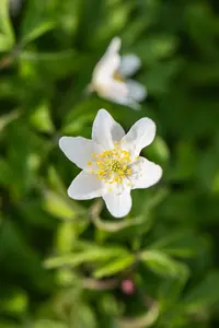 anemone nemorosa P11 - afbeelding 4