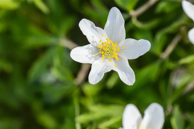 anemone nemorosa P11 - afbeelding 5