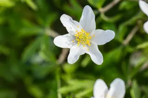 anemone nemorosa P11 - afbeelding 5