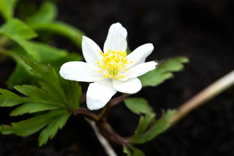 anemone nemorosa P11 - afbeelding 3