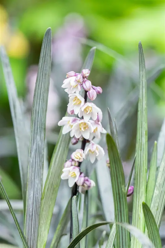 ophiopogon planiscapus 'niger' P11 - afbeelding 3