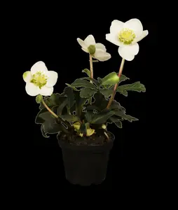 helleborus niger P11 - afbeelding 3