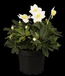 helleborus niger P11 - afbeelding 4