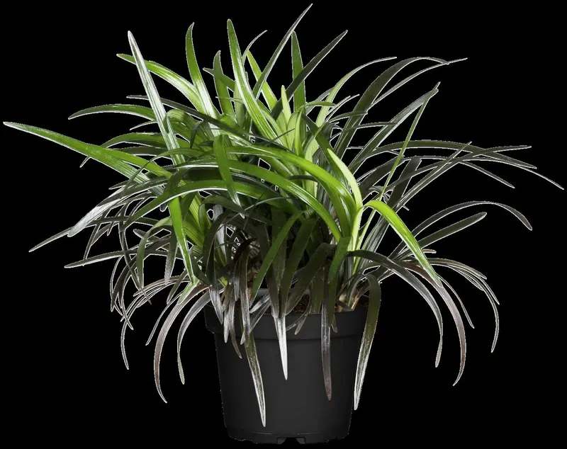 ophiopogon planiscapus 'niger' P11 - afbeelding 1