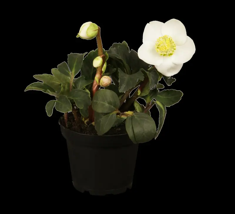 helleborus niger P11 - afbeelding 2