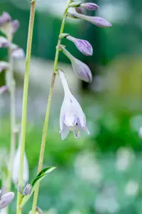 hosta 'night before christmas' P11 - afbeelding 2