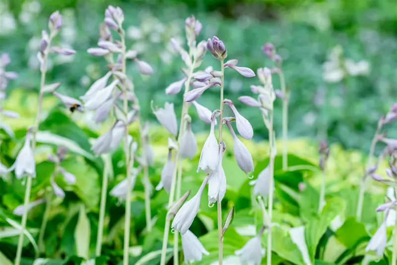 hosta 'night before christmas' P11 - afbeelding 1