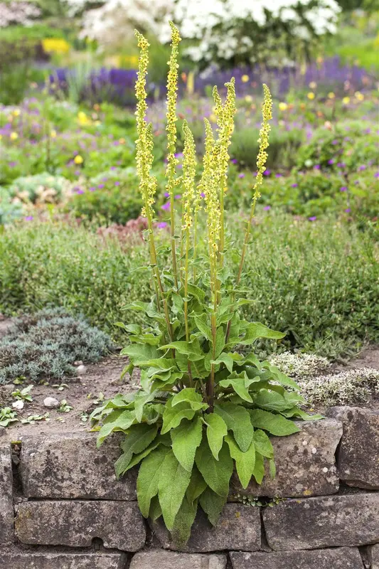 verbascum nigrum P11 - afbeelding 1