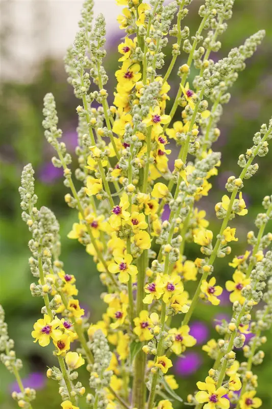 verbascum nigrum P11 - afbeelding 3