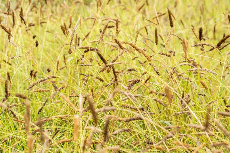 sesleria nitida P9 - afbeelding 1