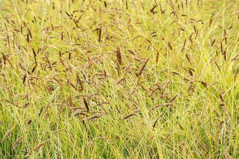 sesleria nitida P9 - afbeelding 2