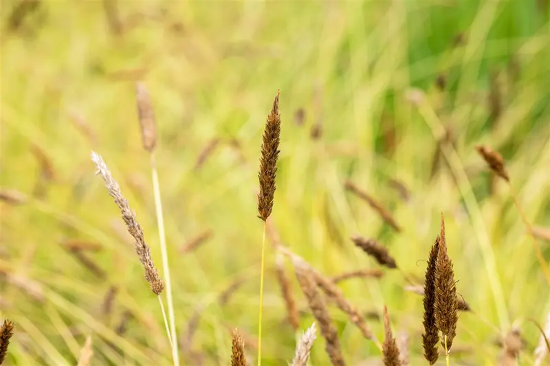 sesleria nitida P9 - afbeelding 3