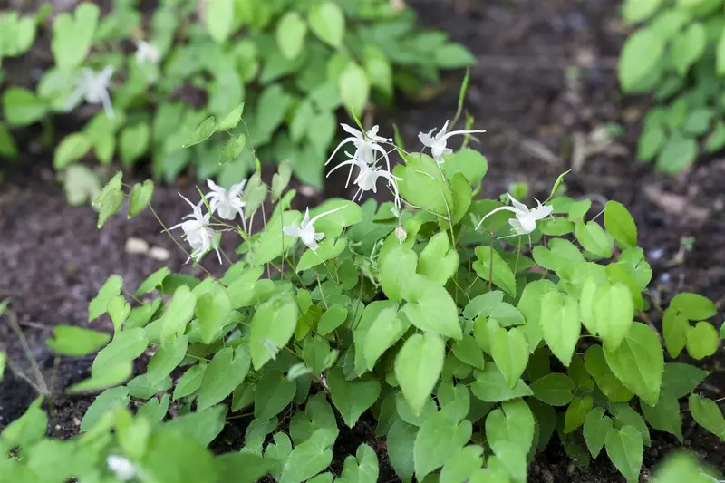 epimedium youngianum 'niveum' P11