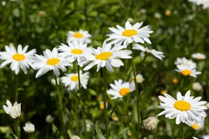 chamaemelum nobile (anthemis nobilis) P9 - afbeelding 1