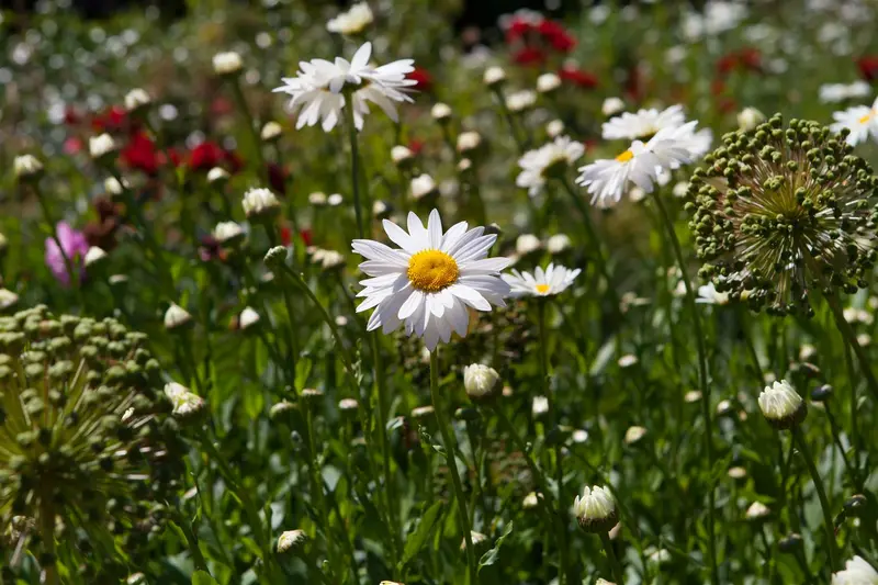 chamaemelum nobile (anthemis nobilis) P9 - afbeelding 2