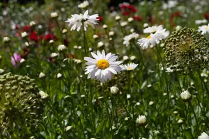 chamaemelum nobile (anthemis nobilis) P9 - afbeelding 2