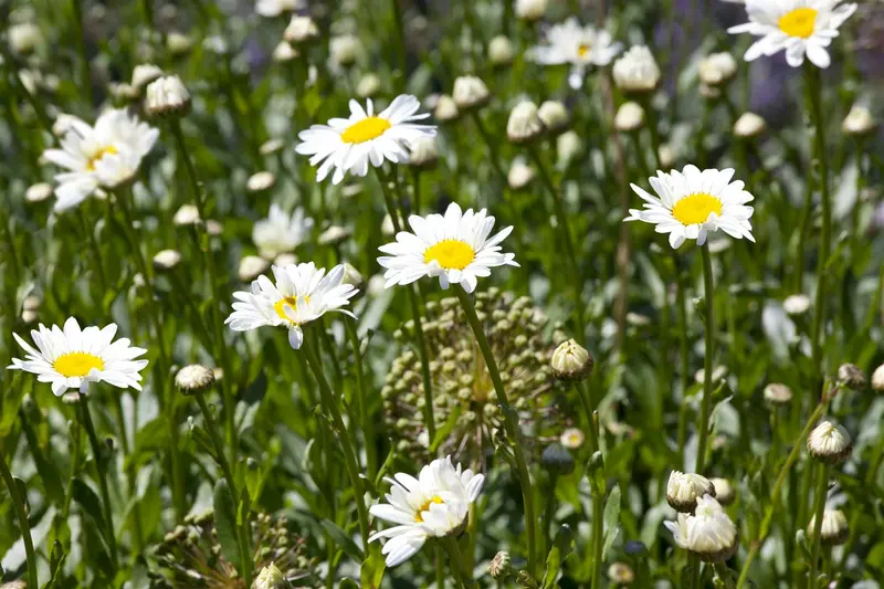 chamaemelum nobile (anthemis nobilis) P9 - afbeelding 3