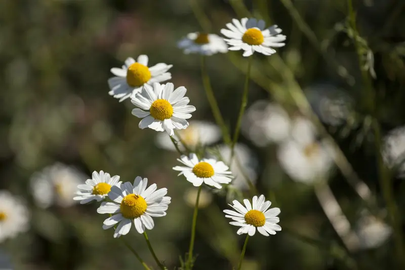 chamaemelum nobile (anthemis nobilis) P9 - afbeelding 4