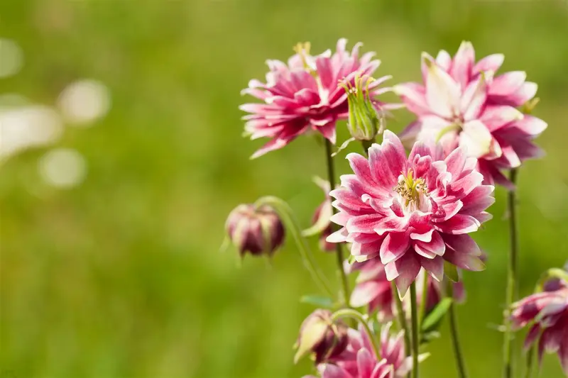 Aquilegia hybr. 'Nora Barlow' P9