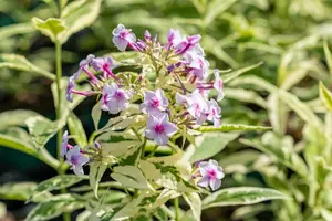 phlox (p) 'nora leigh' P9 - afbeelding 1